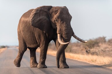 Elephant videos