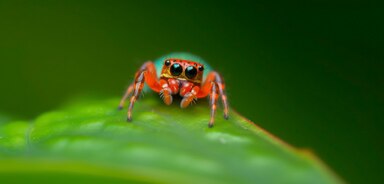 Green screen animals