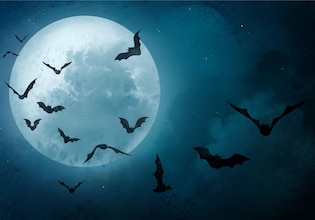 Bat vectors
