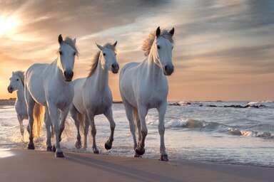 Horse videos