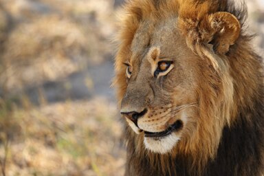 Lion videos