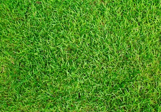 grass backgrounds